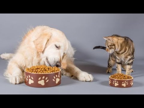 Aprendiendo sobre la alimentación de los perros y los gatos