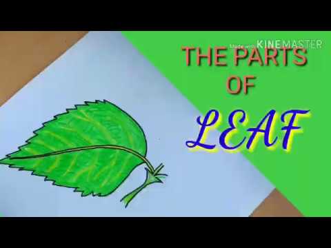 The Structure Of The Part Of Leaf|Parts Of Leaf|Leaf|Anatomy Of Leaf ...