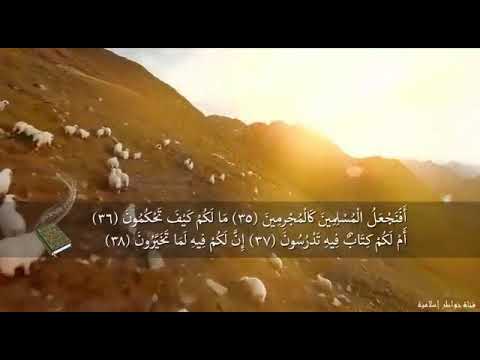 أفنجعل المسلمين كالمجرمين