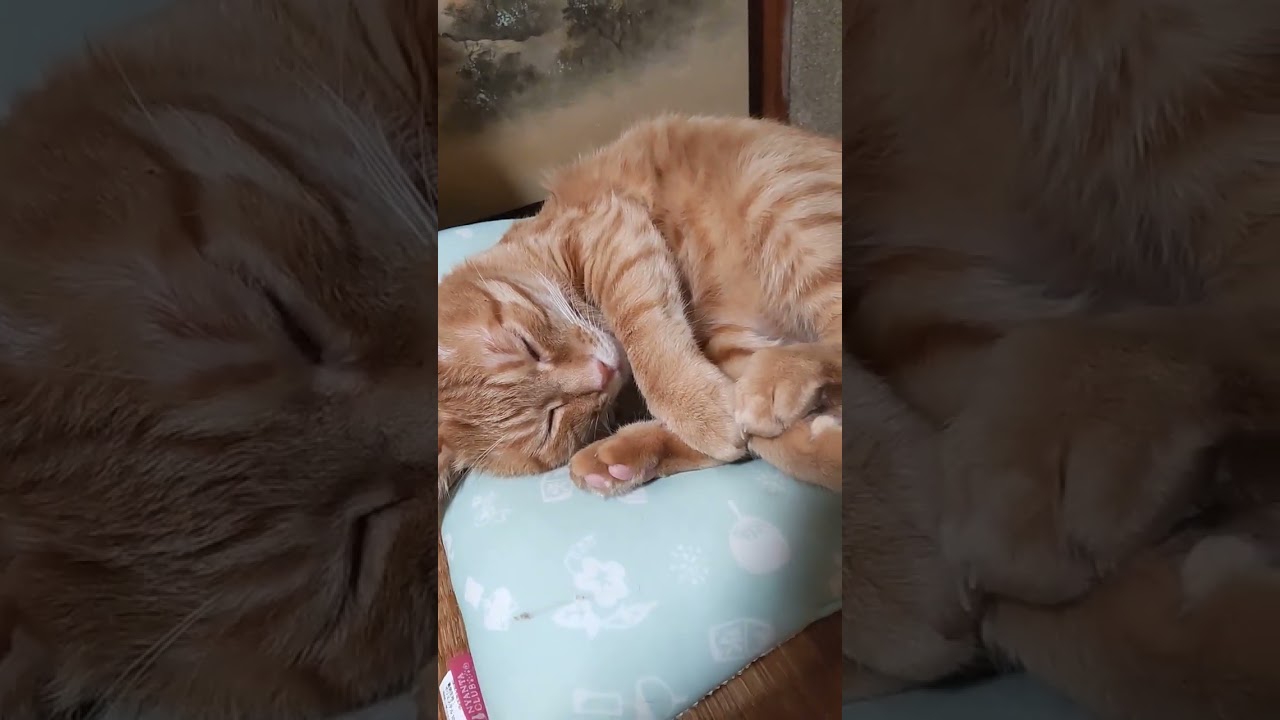 スヤスヤ寝てるね とらちゃん Shorts 茶トラ猫 かわいい猫 動物 犬 猫 他色々 まとめ動画