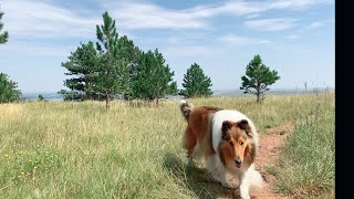 Day Trip to Boulder Colorado by Dog & The city 897 views 2 years ago 4 minutes, 29 seconds