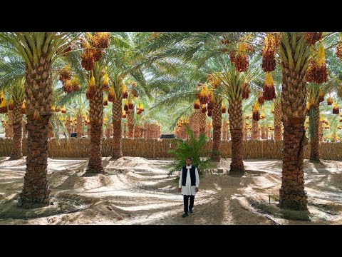 موسم جني دقلة نور الليبية فلم وثائقي 