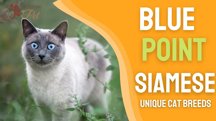 Blue Point Siamese - DayDayNews