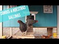 Nuestras gallinas, sus nombres, razas y características: El huerto De Azul