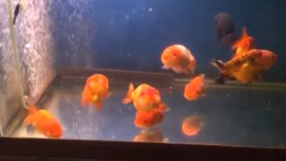 Ranchu For Sale Pick Up New York