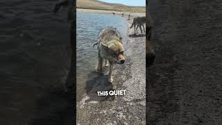 This man walks freely among wild wolves and they let him 🐺