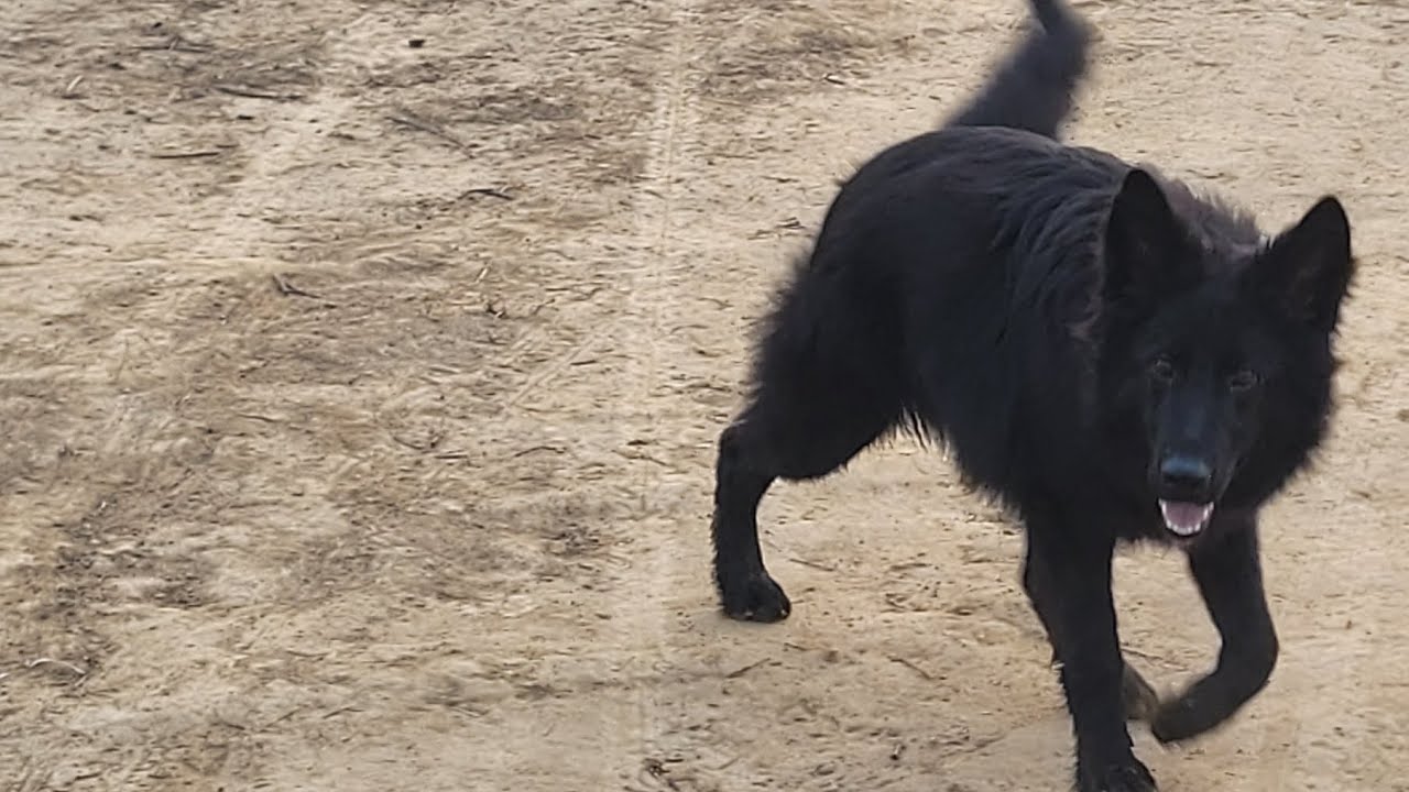 Black German Shepherd 🖤🧿 Mini Vlog ❤️ Dog Potty training 