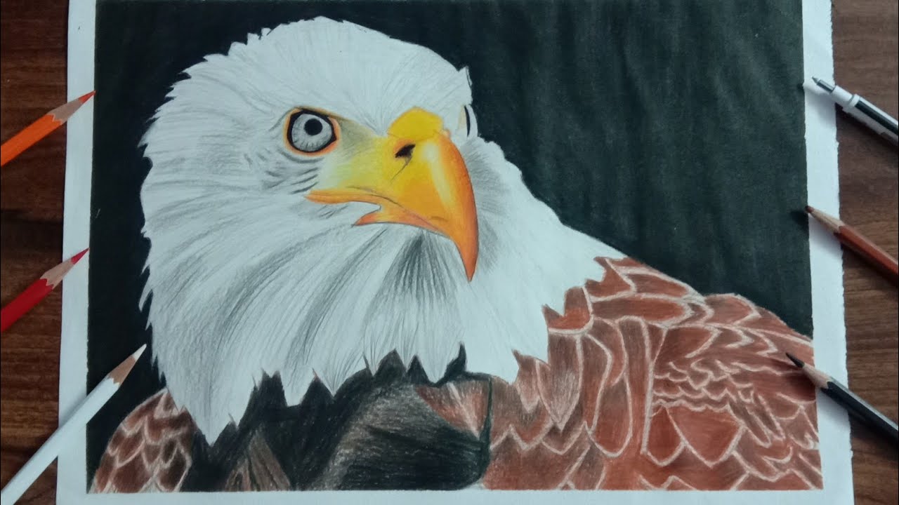 Drawing Eagle with colour pencils