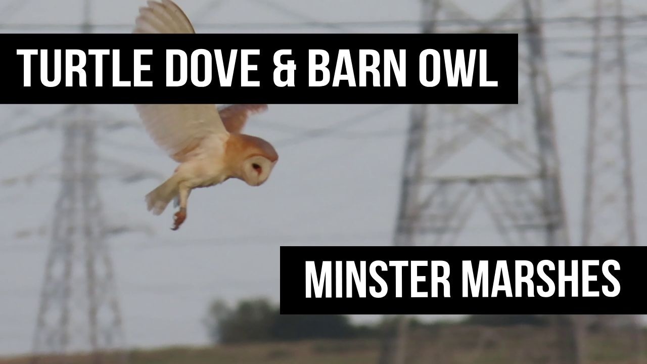 Turtle dove & Barn owl - Minster Marshes