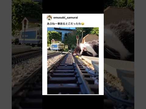 猫ちゃん!危ない!!!!!!