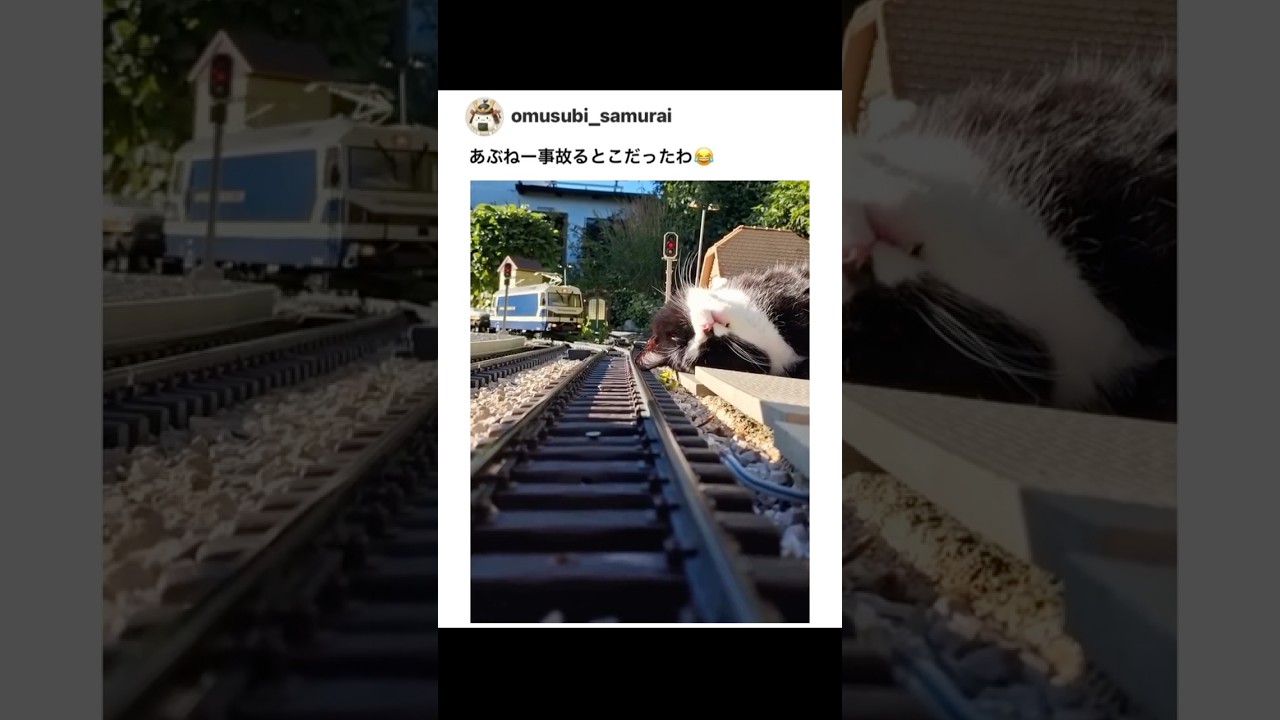 猫ちゃん！危ない！！！！！！