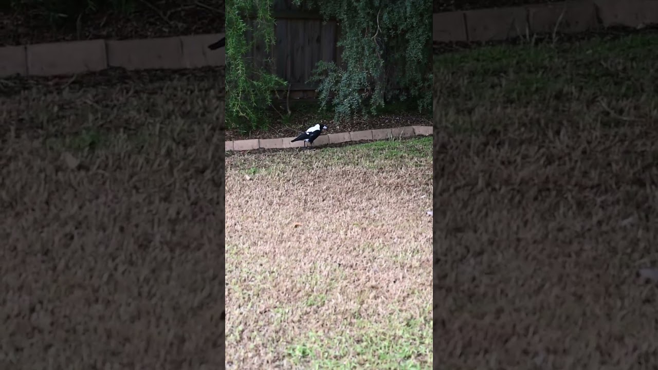 Magpie Walking Around 
