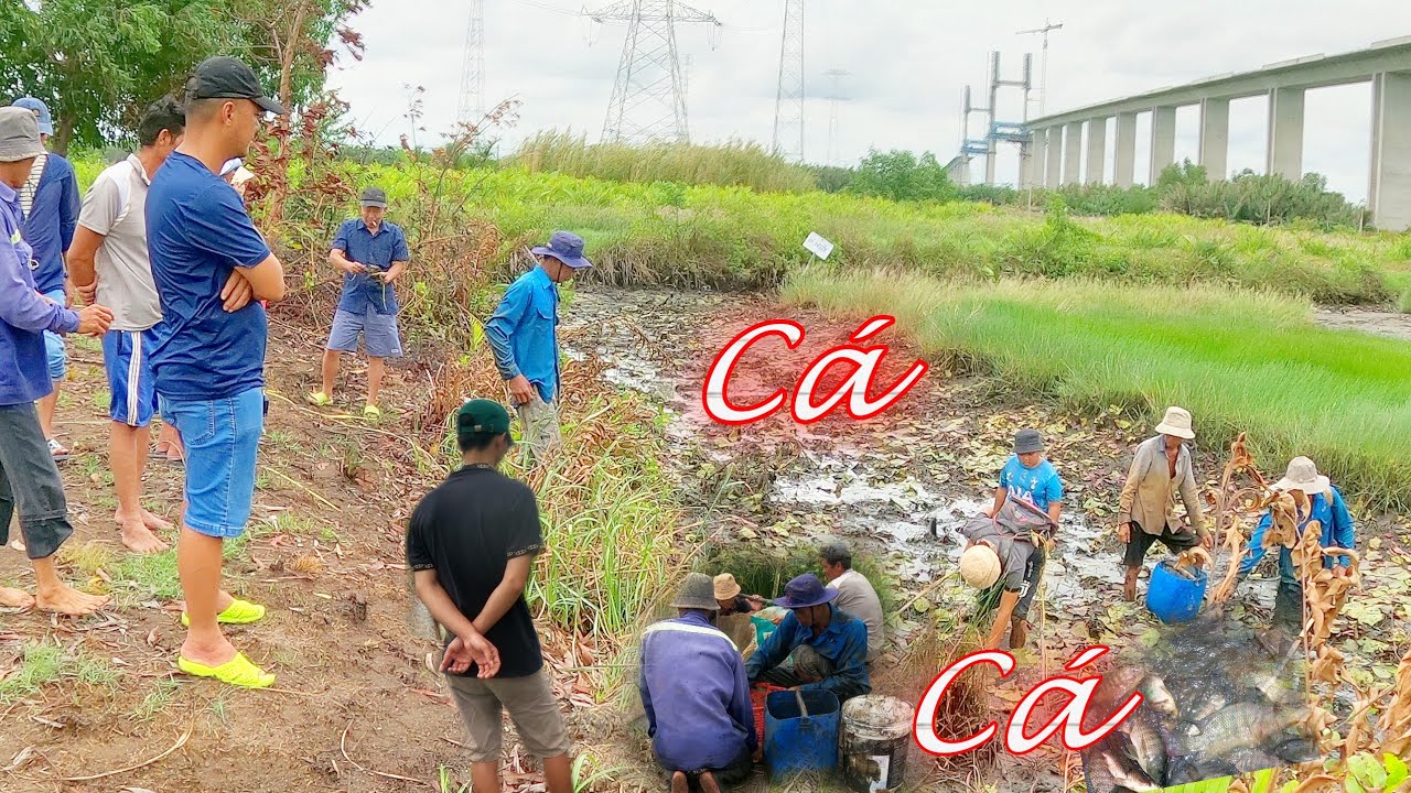 Tháo Cạn Cái Ao 2 Năm Té Ngửa Khi Thấy Cua_Cá_Tôm Khủng Hoảng