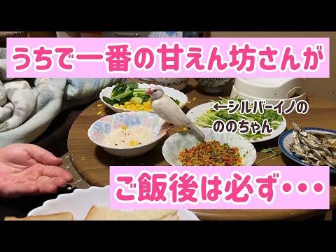 【文鳥】甘えん坊の文鳥がとった行動　Actions taken by the sparrow's Java sparrow