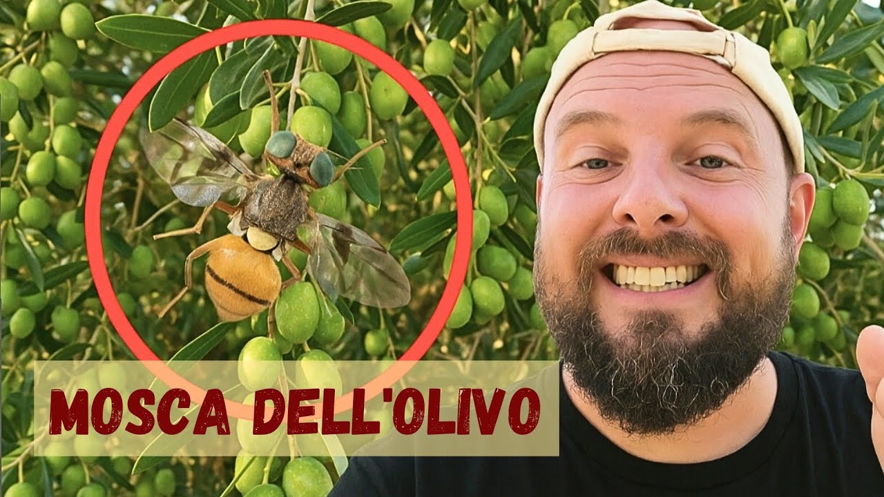 TRATTAMENTI NATURALI CONTRO LA MOSCA DELL'OLIVO. ZEOLITE, OLIO DI NEEM E ALTRO.