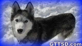 Cuddle CLONE SHILOH the Siberian Husky