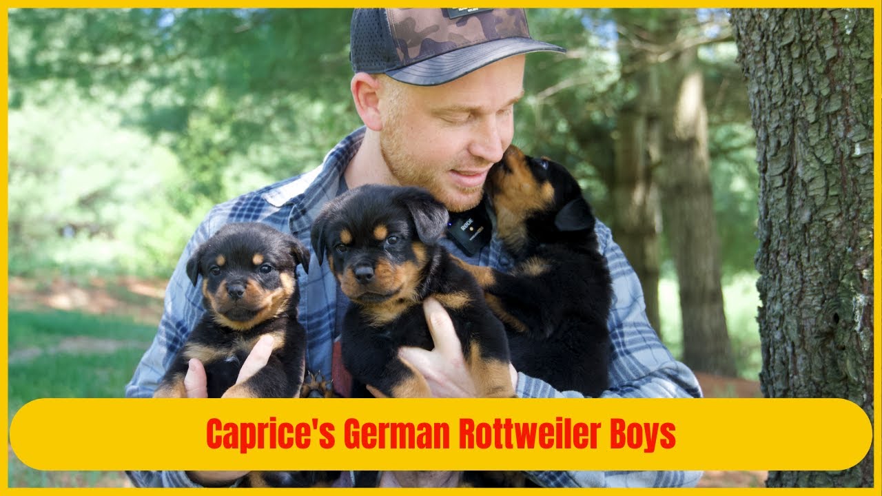 Caprice's German Rottweiler Boys - YouTube
