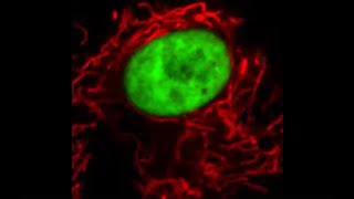 mEmerald fused to histone H2B and mCherry fused to a mitochondrial targeting signal peptide