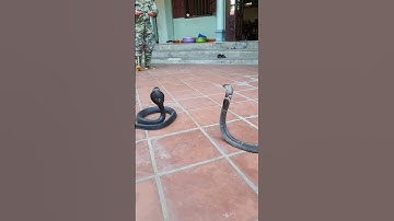 Đại chiến rắn hổ mang #shorts