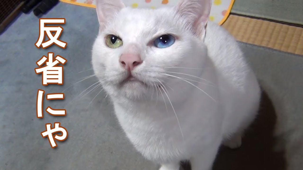 猫の歯を削ると噛み癖が治るってホント？費用はどれくらい？