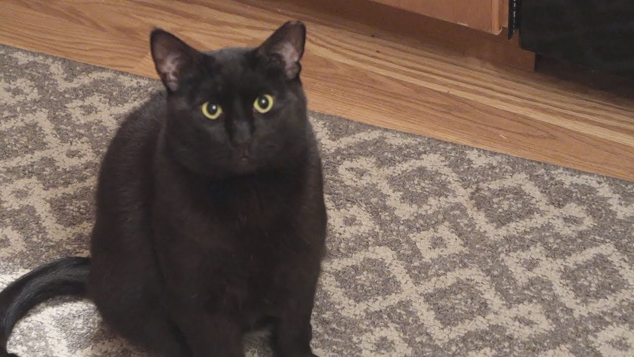 funny cats sleeping in weird positions compilation 2014 funnyplox Boo Year 2 # 84 - Hydrox Scratching The Door Mat, Cat Party In Boo’s Room, Taurine, Kelp, and Carrot
