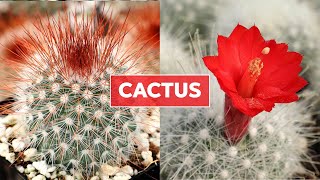 Cactus 101 -  Care Tips & Unique Traits screenshot 4