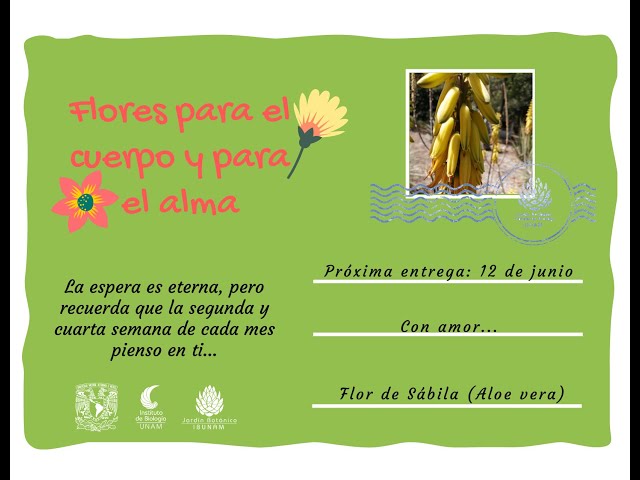 FLORES PARA EL CUERPO Y PARA EL ALMA: FLOR DE SBILA - YouTube