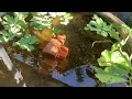 金魚すくいの達人 #金魚すくい#田んぼで金魚#山田さん#出目金 #フナキン