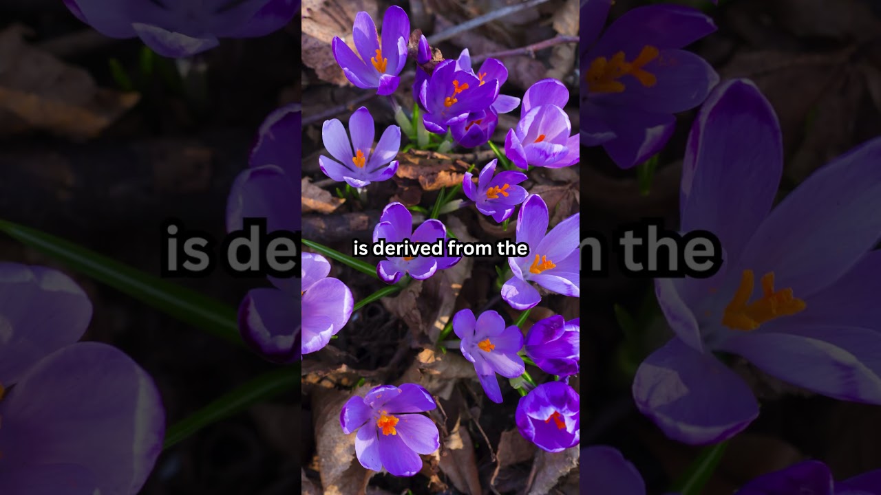 It takes around 150 flowers to produce just one gram of saffron 