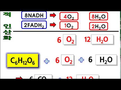   생명과학2 1단원 4강 세포호흡5 세포호흡 전과정 정리 NADH O2 H2O 수의 관계 정리 에너지효율 호흡률 계산