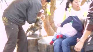 Baby Tiger Abuse