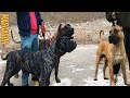 Poderoso Presa Canario 🔥 American Bully - MASCADOR の動画、YouTube動画。