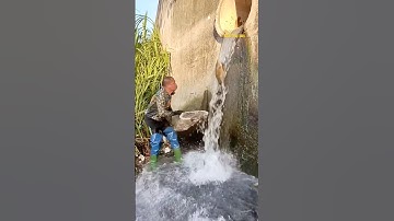 Cá Lớn - hứng Cá Chép Khủng rơi khỏi cống nước 😱 #khacthuyvlogg