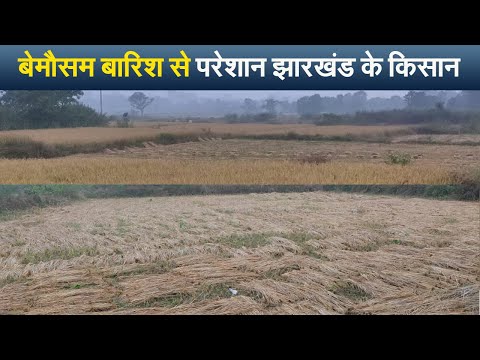 Jharkhand  News: सरायकेला खरसावां में लगातार बारिश से धान की फसल बर्बाद, मायूस  किसान