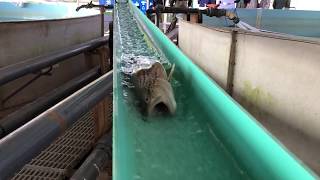 Trout Spawning at Palmer Hatchery