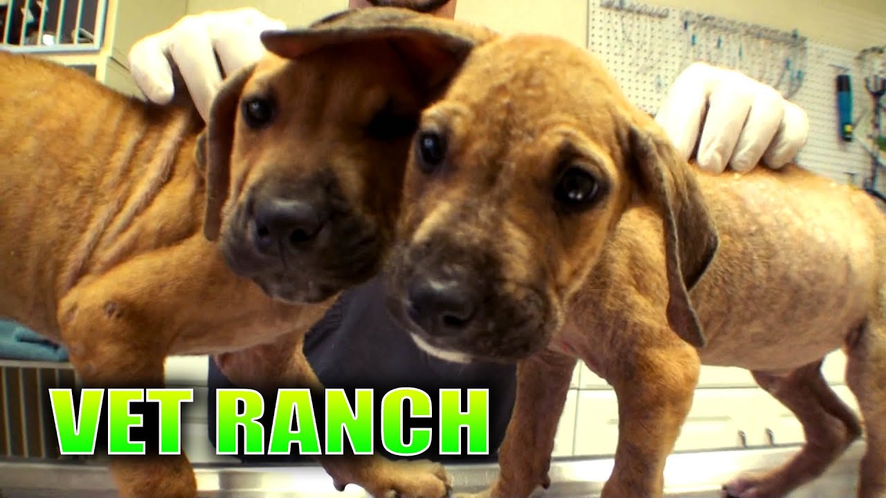 Two Malnourished Puppies