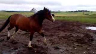 horses mad five minutes [part 1 of 2]