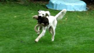 Snow in Summer cont. 005.avi