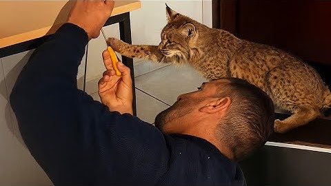 I Live With The Hardest WORKING Family Member Bobcat in The World- TRY NOT TO SMILE at His Goofy.. 