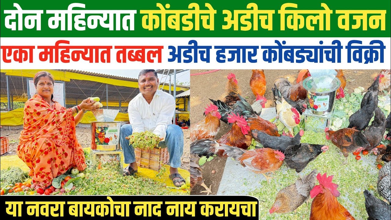 गावरान कोंबडी पालन व्यवसाय | gavran kombadi palan | gavran kombadi poultry farm |