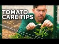 Tomato Care: How to Prune, Water, Support, and Fertilize for JUICY Tomatoes 🍅