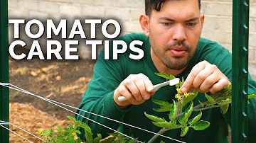 Jak často hnojíte neurčitá rajčata?