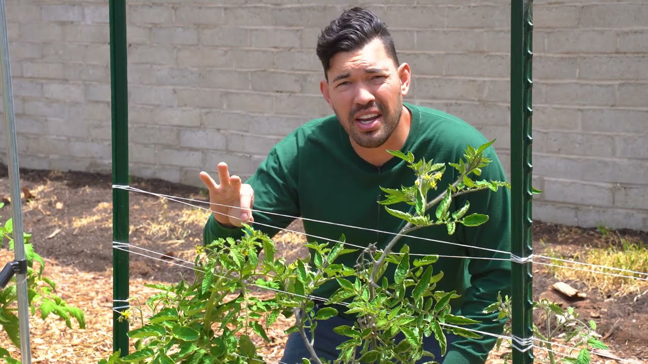 Top Keyword Tips for Growing Tomatoes Expert Gardening Advice