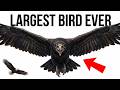 The Largest Bird That Ever Flew (It Makes Eagles Look Tiny)