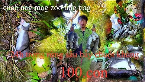 nub no mug cuab cov qog ntoo nub ntawv wb sam tau 3 mos no mas ,mag zoo tiag tiag li nawb #