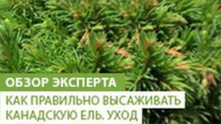 Как правильно высаживать канадскую ель. Уход за канадской елью(В этом видео наш эксперт расскажет Вам о том как правильно высаживать и ухаживать за канадской елью. Если..., 2014-06-26T08:23:13.000Z)