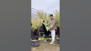 Dương xỉ cổ đại - Dòng dương xỉ lạ mắt, ít người biết tới