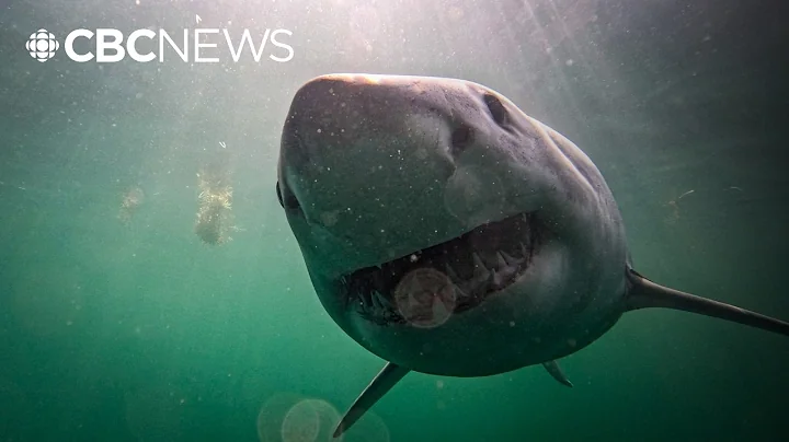 Why scientists are tagging great white sharks