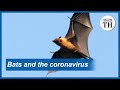 Bats and the novel coronavirus