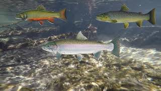 Implications for Michigan s Lotic Salmonids under Climate Regression Models